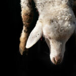 Close-up,And,Detail,Of,A,Lamb,That,Is,Traditionally,Slaughtered.