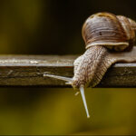 A,Snail,Is,,In,Loose,Terms,,A,Shelled,Gastropod.,The